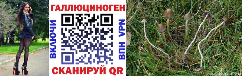 Псилоцибиновые грибы прущие грибы  Белая Холуница 